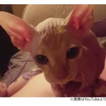 &ldquo;毛のないネコ&rdquo;に毛が生える