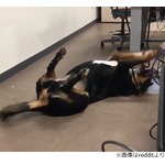 「教授が試験前に犬を連れてきた」その理由は&hellip;