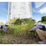 六本木ヒルズ、屋上庭園の水田で&ldquo;稲刈り&rdquo;