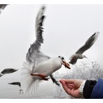 チワワがカモメに&ldquo;誘拐&rdquo;される