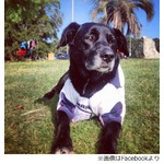 &ldquo;W杯への旅&rdquo;注目集まり奇跡、徒歩4人組に姿消した犬がお供していた。