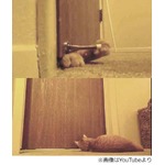 毎朝5時に&ldquo;猫目覚まし&rdquo;発動、寂しがり屋の猫が飼い主を起こす方法。