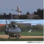 孤独な白鳥の切ない&ldquo;恋物語&rdquo;、最愛のヘリコプターに会うため空港へ。