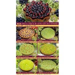 秋のキルフェボンはぶどう三昧、収穫時期に合わせ様々なタルト登場。