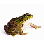 治療で&ldquo;カエル生食&rdquo;続け死亡、怪しい民間療法の犠牲となる人々。