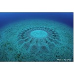 ミステリーサークルを作るフグ、日本初「2015年世界の新種トップ10」入り。