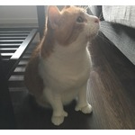 &ldquo;いいね&rdquo;にゃんこが大人気