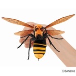 &ldquo;昆虫界最強の蜂&rdquo;が巨大カプセル玩具に