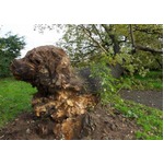 まるで&ldquo;犬の顔&rdquo;のような大木、激しい嵐がもたらした偶然の産物。