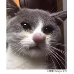ハチとの戦いに負けたにゃんこ、赤く大きく膨らんだ鼻と表情が話題に。
