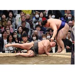 敗れた伯乃富士