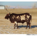 &ldquo;身体が透けている牛&rdquo;が話題に