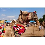 &ldquo;動物五輪&rdquo;ボルト参加なら？ 人類最速でも動物界ではラクダ並み。