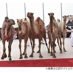 賞金総額62億円&ldquo;ラクダの美人コンテスト&rdquo;で不正