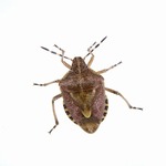 &ldquo;カメムシ食&rdquo;で集団食中毒に、伝統的に食べる地域での発生に動揺。