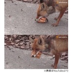 自分でサンドイッチ作るキツネ、パンの上に肉を載せてさらにパンを&hellip;。