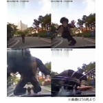 絶対に避けられない当たり屋、車に突進して頭突きでフロントガラス粉砕。