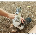 &ldquo;オオカミの顔&rdquo;持つアヒルが話題