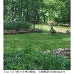 肉の匂いに誘われ失踪犬戻る、&ldquo;庭でバーベキュー作戦&rdquo;が大成功。