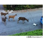 ネコに興味津々な野生のシカ、オドオドしながらもジワリ距離を詰め&hellip;。