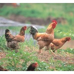 叶姉妹も虜にした幻の地鶏「鳥取地どりピヨ」