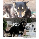 主人の墓に6年間寄り添う忠犬、&ldquo;アルゼンチンのハチ公&rdquo;が話題に。