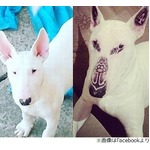 ペットの犬にタトゥー入れ大炎上