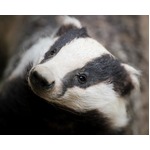 アナグマが地下掘り校舎危機、空洞上の教室閉鎖も穴埋める予算なし。