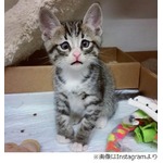 &ldquo;困り顔のにゃんこ&rdquo;が人気に「母性本能刺激」「なやましい表情」。