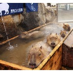 カピバラの長風呂対決、4つの動物園対抗戦