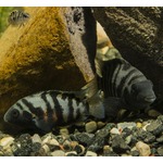 好きな相手と別れたら&hellip;&hellip;魚も&ldquo;悲観的&rdquo;に