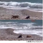 &ldquo;海へ進撃&rdquo;赤ちゃん守った犬、波打ち際に先回りして危機的状況回避。