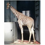 大阪にキリンのハルカスちゃん、近鉄が天王寺動物園に寄贈決定。