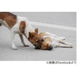 轢かれた&ldquo;相方&rdquo;に寄り添う犬、往来激しい道で撮影の写真が話題に。