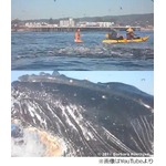 目の前にクジラ現れ危機一髪、穏やかな海を楽しむサーファーら呆然。