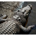 バーのトイレ混雑「裏の池で小便を&hellip;」ワニに襲われ腕失う