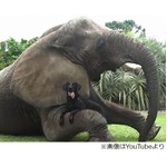 水遊び大好き&ldquo;親友&rdquo;の象と犬、米国の保護施設で仲良く暮らす日々。