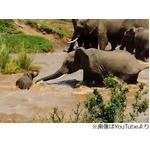 危機の子象&ldquo;助け合い&rdquo;で救う、アフリカで撮影されたシーンが話題に。