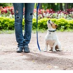 イラン首都&ldquo;公共の場で犬の散歩禁止&rdquo;に