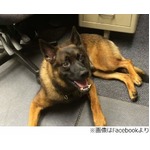 高所恐怖症の警察犬を&ldquo;解雇&rdquo;、約320万円投じ育成もやむなく採用断念。