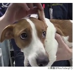 「映画の犬と違う」と整形手術