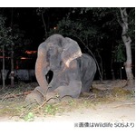 50年の虐待から救出されたゾウ、やっと訪れた自由に「涙を流した」。