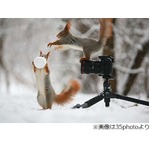 &ldquo;雪合戦して遊ぶリス&rdquo;に絶賛、冬真っ盛りのロシアで写真家が激写。