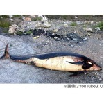 海から3km&ldquo;イルカ死体&rdquo;の謎、奇妙な落とし物に地元住民は困惑。