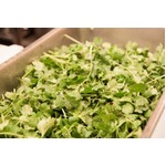 &ldquo;パクチー新年会&rdquo;行ってみた、パクチーを熱く語り食べ尽くす。