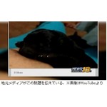 &ldquo;瀕死の子犬に授乳&rdquo;論議呼ぶ、死なせるのは「耐えられなかった」。