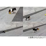 自分で「とってこい」できる犬、階段を利用してボールで巧みに遊ぶ。