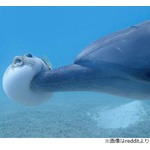 体膨らませたフグにイルカが&hellip;