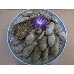 好評オオグソクムシの試食再び、ヨコハマおもしろ水族館で恒例イベント。