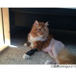 &ldquo;ノーパン&rdquo;のにゃんこが話題、手術で剃毛も「セクシー」の声相次ぐ。